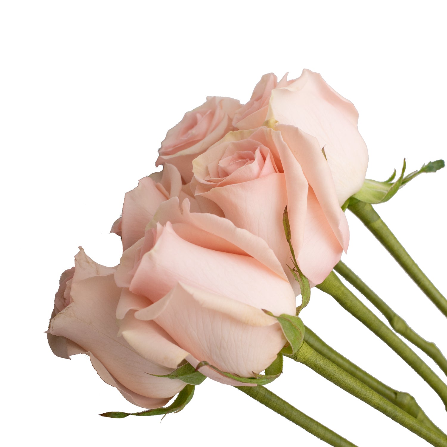 Do_It_Yourself_Wired_Pink_Rose