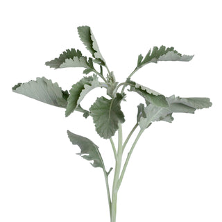Dusty Miller Broadleaf Green flowers - fresh-cut flowers by Bloomingmore - ideal for weddings and floral events