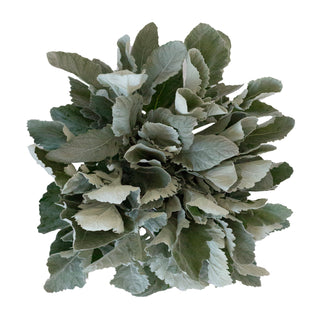 Dusty Miller Broadleaf Green flowers - fresh-cut flowers by Bloomingmore - ideal for weddings and floral events