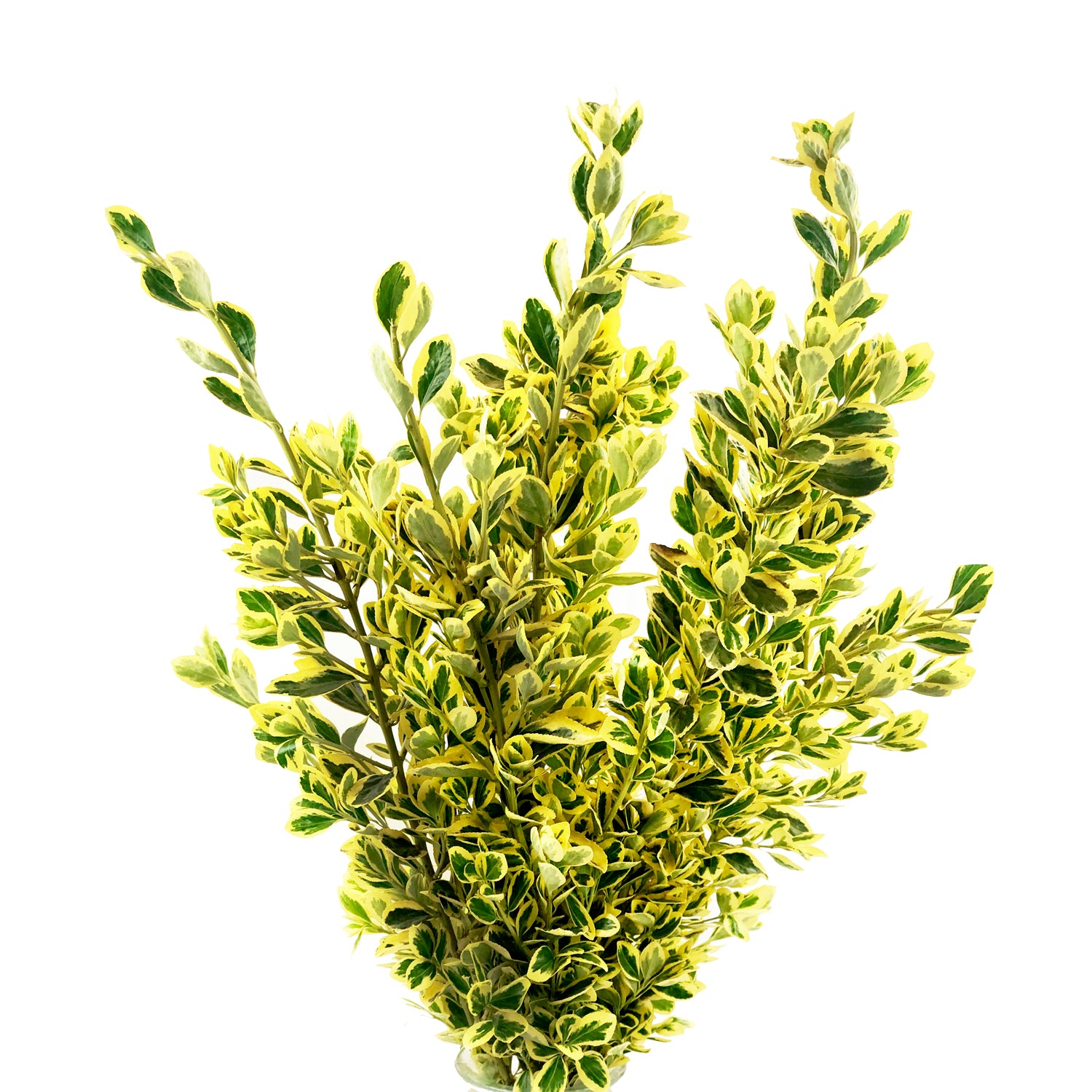 Euonymus – Bloomingmore
