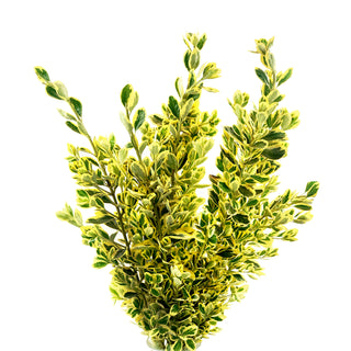 Euonymus - 80 Stems Yellow flowers - fresh-cut flowers by Bloomingmore - ideal for weddings and floral events