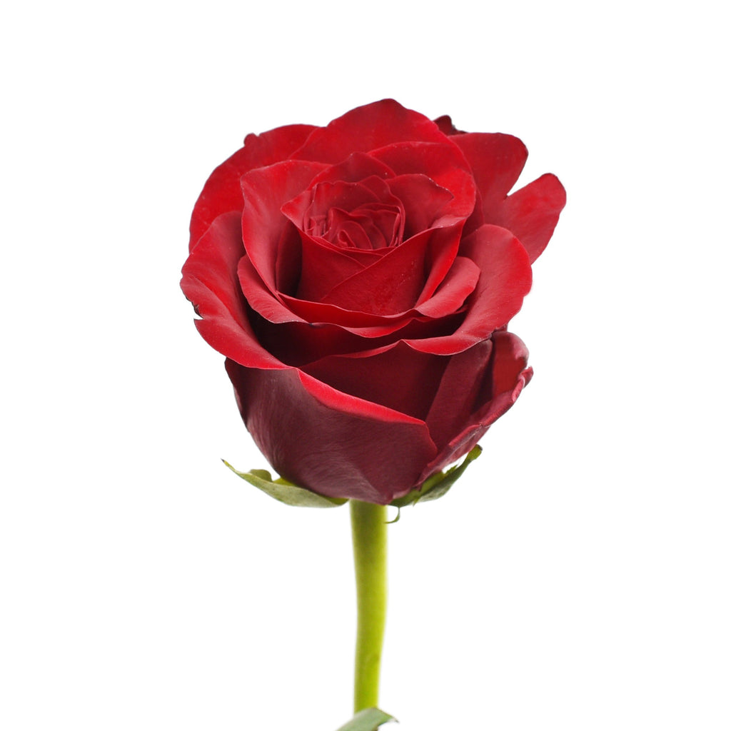 https://bloomingmore.com/cdn/shop/products/Explorer_Red_Roses_Red_roses_Bloomingmore_A.jpg?v=1754677330&width=1024