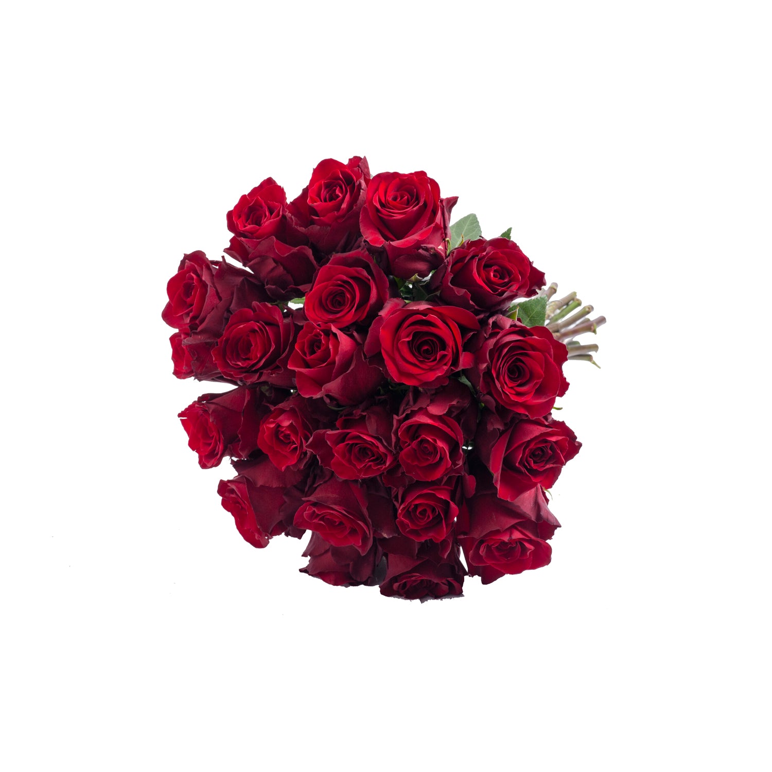 Explorer_Red_Roses_Red_roses_B