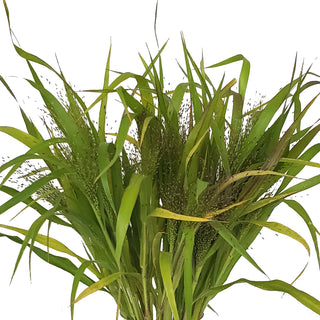 Explosion Grass Green flowers - fresh-cut flowers by Bloomingmore - ideal for weddings and floral events