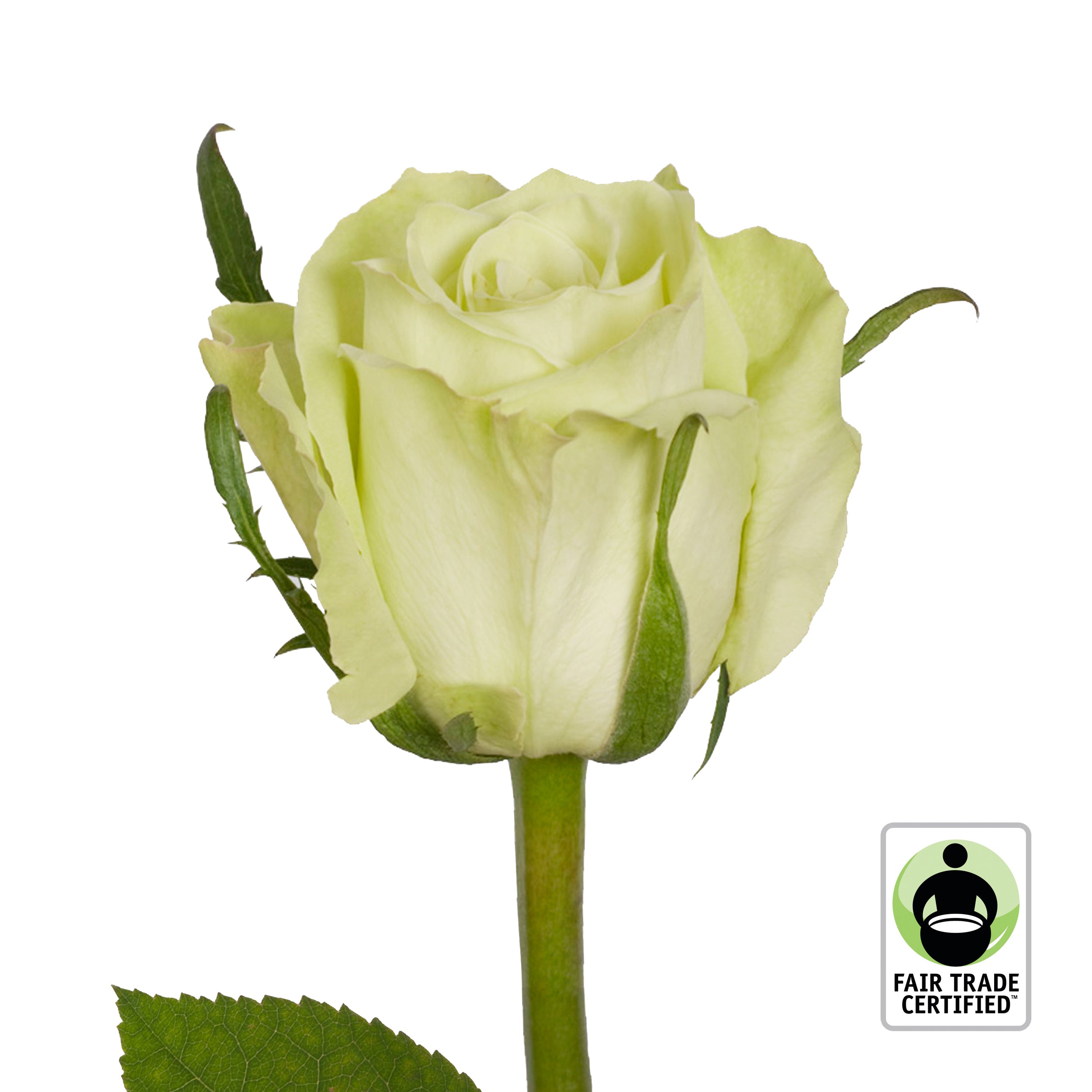 How To Get Green Roses