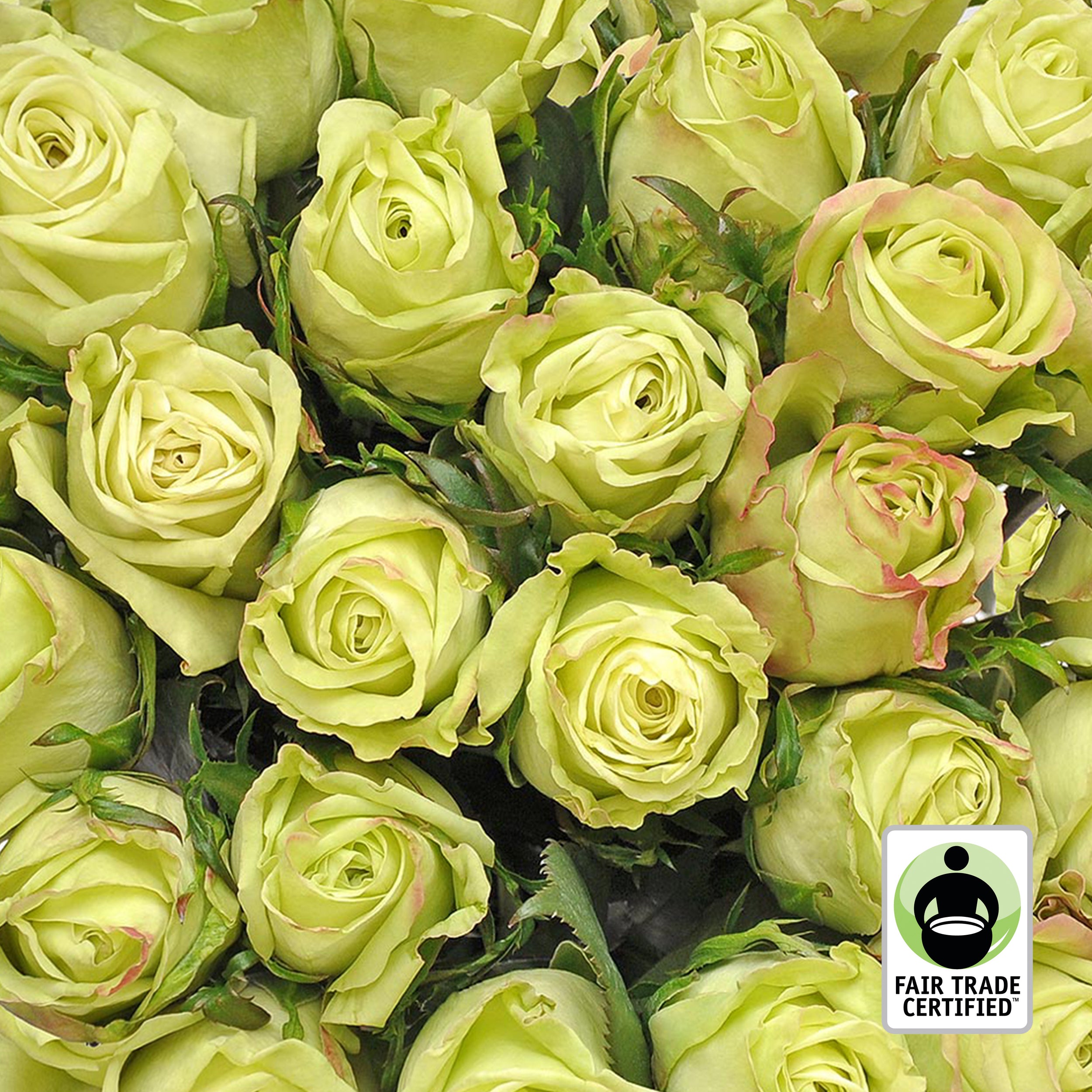 Fair Trade Natural Green Roses - Choose from 25 to 100 Stems Green / 50 cm / 75, image size:2500x2500