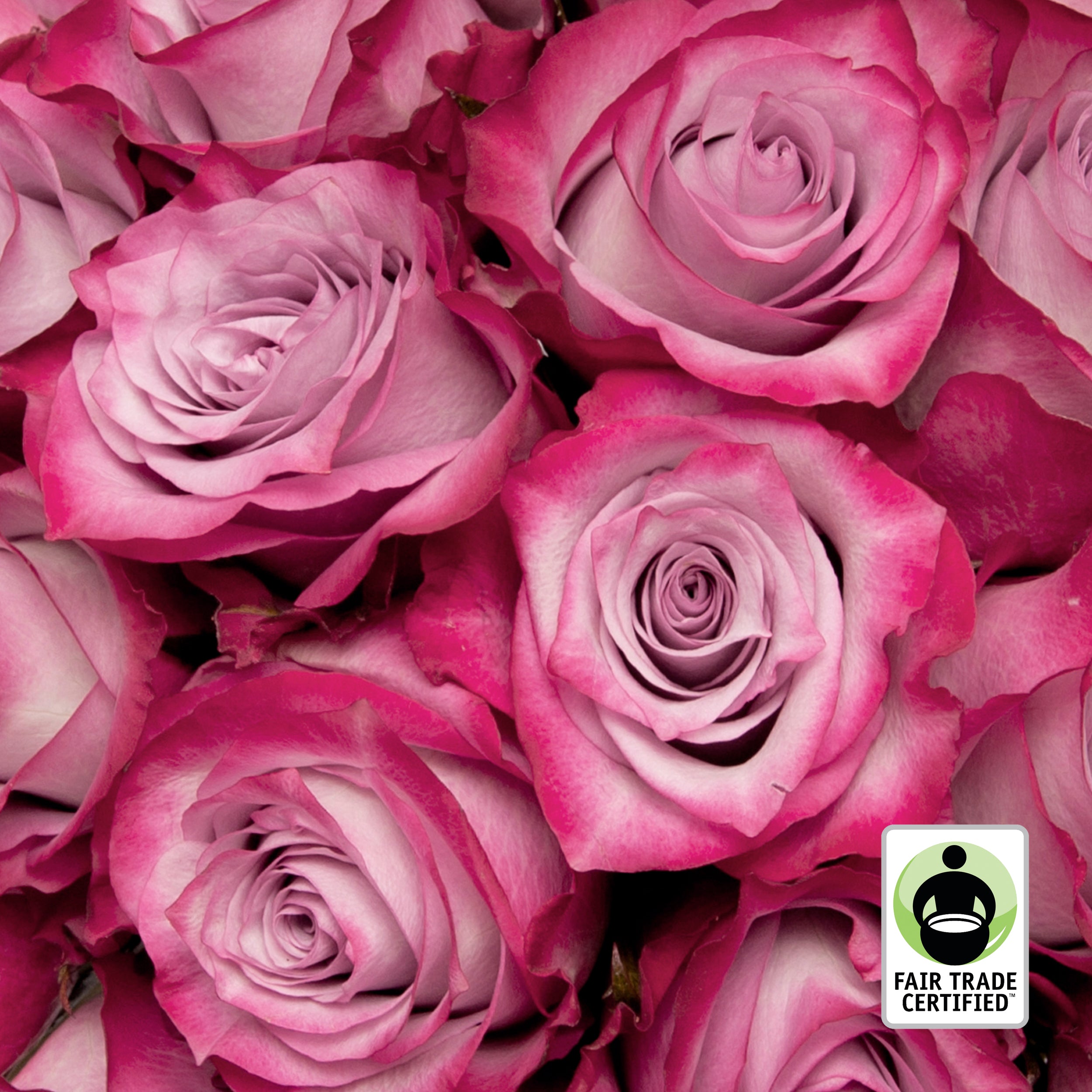 Fair Trade Natural Lavender Roses - Choose from 25 to 100 Stems