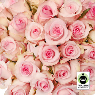 Fair Trade Natural Light Pink Roses - Choose from  25 to 100 Stems Pink roses - fresh-cut roses by Bloomingmore - ideal for weddings and floral events
