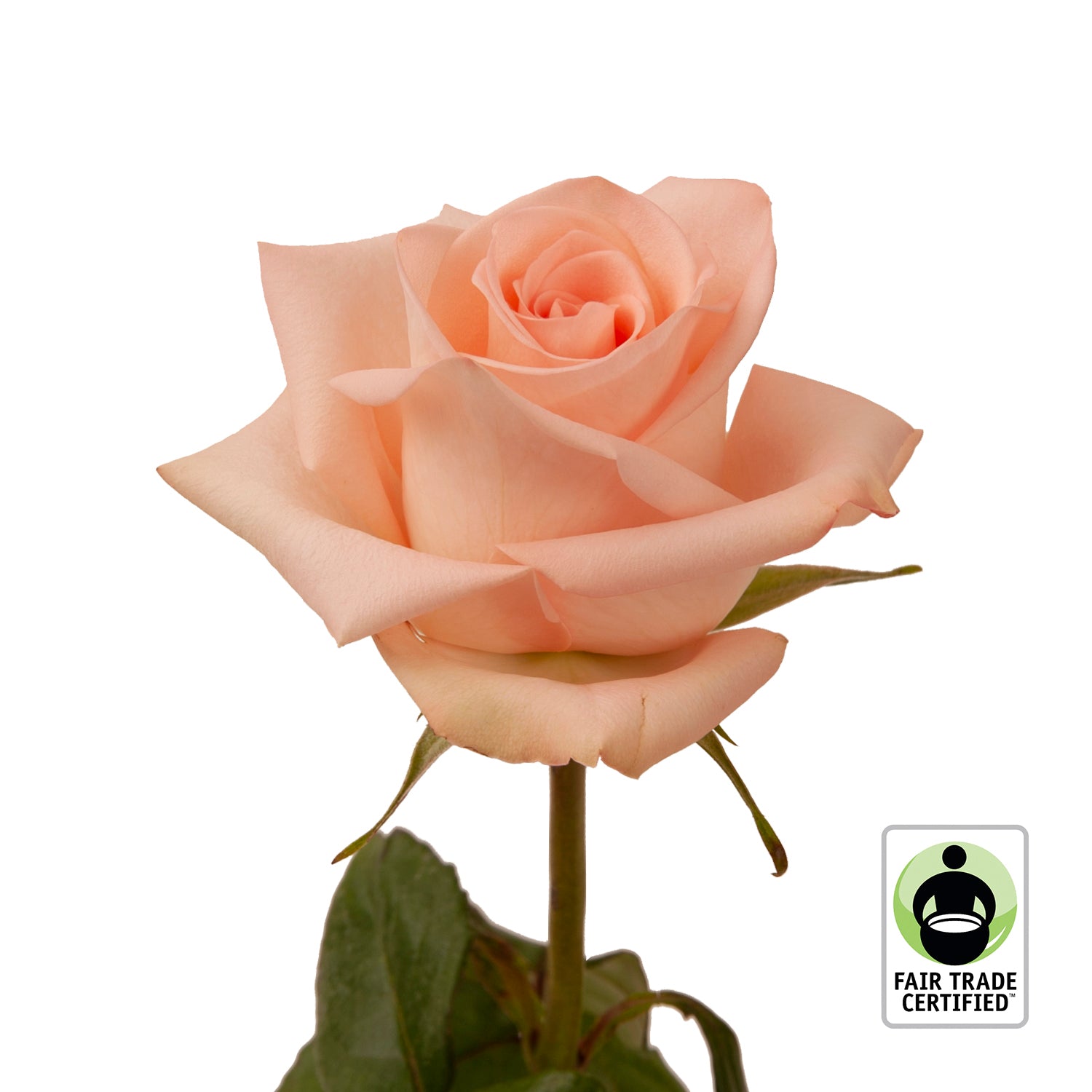 Fair_Trade_Natural_Peach_Roses