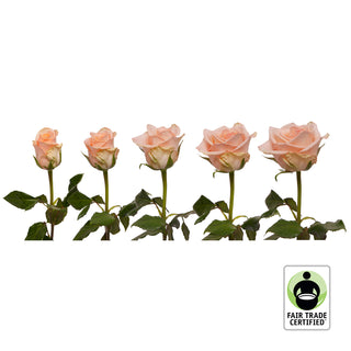Fair Trade Natural Peach Roses - Choose from  25 to 100 Stems Peach roses - fresh-cut roses by Bloomingmore - ideal for weddings and floral events