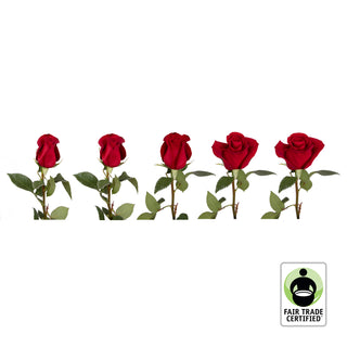 Fair Trade Natural Red Roses - Choose from  25 to 100 Stems Red roses - fresh-cut roses by Bloomingmore - ideal for weddings and floral events
