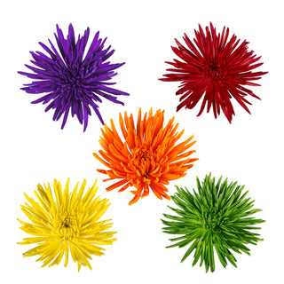 Fall Assortment Anastasia Spider Mums Fall flowers - fresh-cut flowers by Bloomingmore - ideal for weddings and floral events