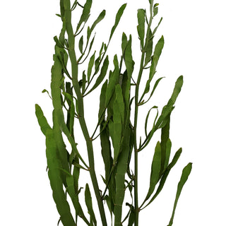 Flat Grass Green flowers - fresh-cut flowers by Bloomingmore - ideal for weddings and floral events