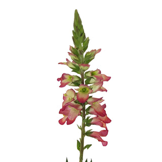 Foxglove Illumination Hot Pink Pink flowers - fresh-cut flowers by Bloomingmore - ideal for weddings and floral events
