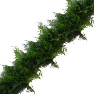 Fresh Handmade Garland - Plumosa Green flowers - fresh-cut flowers by Bloomingmore - ideal for weddings and floral events