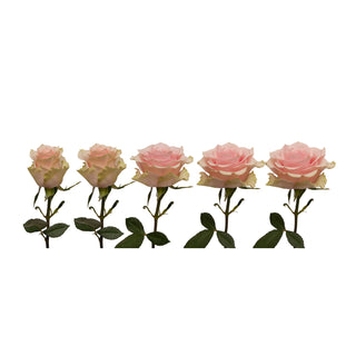 Frutetto Roses Frutetto roses - fresh-cut roses by Bloomingmore - ideal for weddings and floral events
