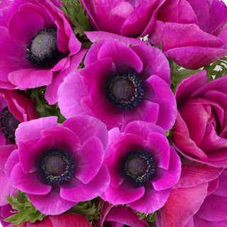 Fucsia Anemones Pink flowers - fresh-cut flowers by Bloomingmore - ideal for weddings and floral events