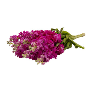 Fucsia Stock Pink flowers - fresh-cut flowers by Bloomingmore - ideal for weddings and floral events
