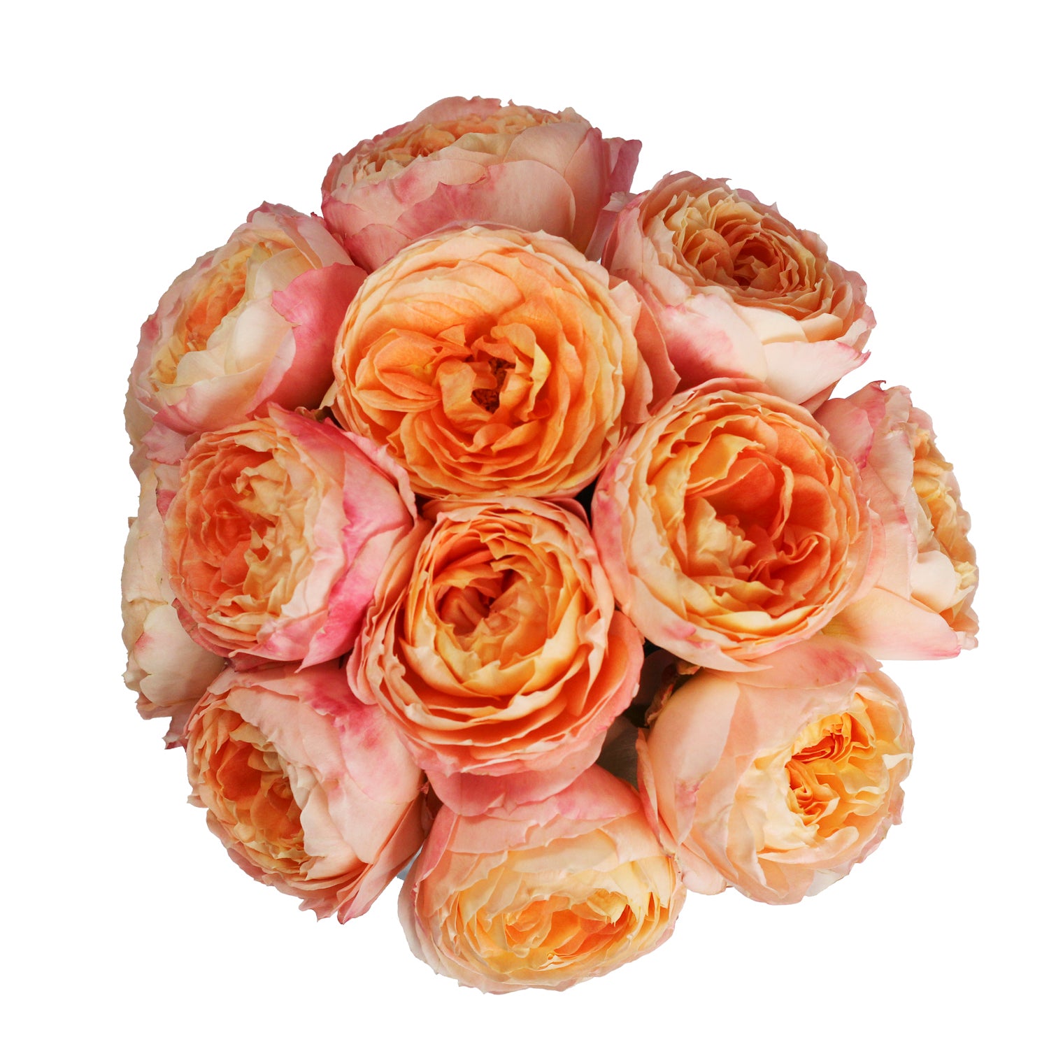 Garden_Rose_Japenese_Princess_