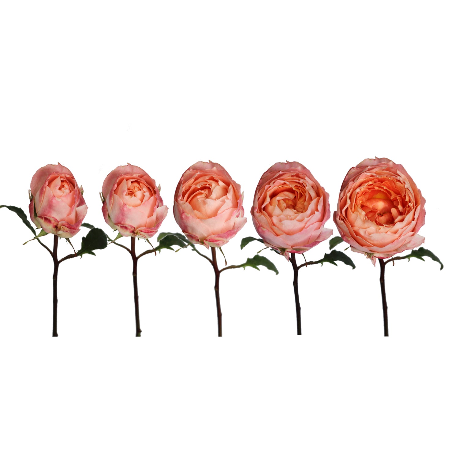 Garden_Rose_Japenese_Princess_