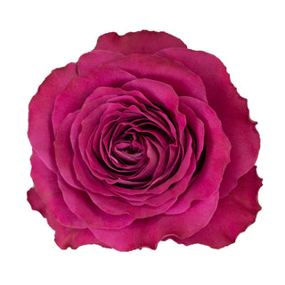 Garden Rose, Precious Moments - 36 Stems Pink roses - fresh-cut roses by Bloomingmore - ideal for weddings and floral events