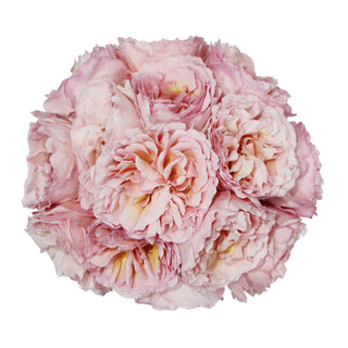 Garden Rose, Princess Charlene of Monaco - 36 Stems Pink roses - fresh-cut roses by Bloomingmore - ideal for weddings and floral events