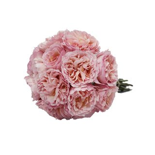 Garden Rose, Princess Charlene of Monaco - 36 Stems Pink roses - fresh-cut roses by Bloomingmore - ideal for weddings and floral events