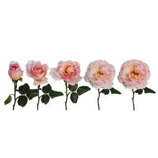 Garden Rose, Princess Charlene of Monaco - 36 Stems Pink roses - fresh-cut roses by Bloomingmore - ideal for weddings and floral events