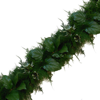 Garland Plumosa,Variegated Pittosporum & Salal Green flowers - fresh-cut flowers by Bloomingmore - ideal for weddings and floral events