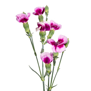 Gio Solomios - Biocolor Green flowers - fresh-cut flowers by Bloomingmore - ideal for weddings and floral events