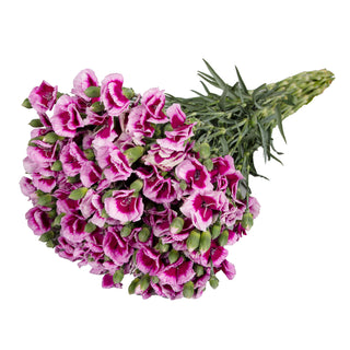 Gio Solomios - Biocolor Green flowers - fresh-cut flowers by Bloomingmore - ideal for weddings and floral events