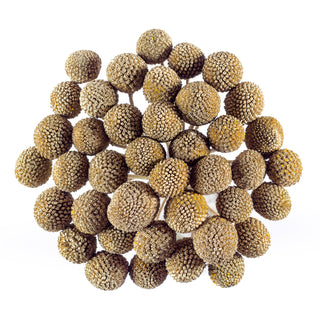 Gold Painted Craspedia Green flowers - fresh-cut flowers by Bloomingmore - ideal for weddings and floral events