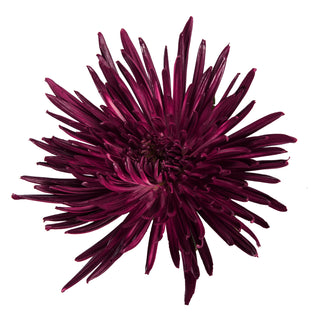 Grape Painted Anastasia Spider Mums Grape flowers - fresh-cut flowers by Bloomingmore - ideal for weddings and floral events