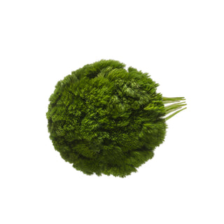 Green Ball Green flowers - fresh-cut flowers by Bloomingmore - ideal for weddings and floral events