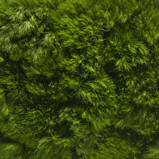 Green Ball Green flowers - fresh-cut flowers by Bloomingmore - ideal for weddings and floral events