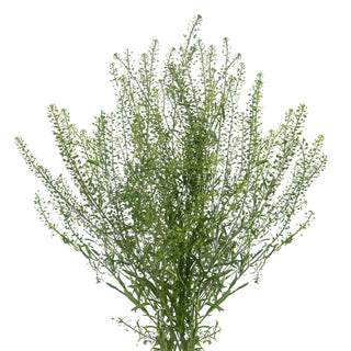 Green Dragon Lepidium Green flowers - fresh-cut flowers by Bloomingmore - ideal for weddings and floral events