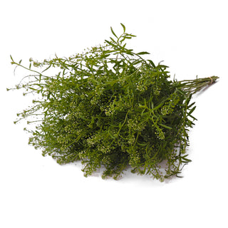 Green Dragon Lepidium Green flowers - fresh-cut flowers by Bloomingmore - ideal for weddings and floral events