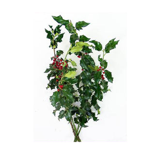 Green Holly Green flowers - fresh-cut flowers by Bloomingmore - ideal for weddings and floral events