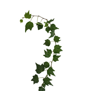 Green Ivy - 150 Stems Green flowers - fresh-cut flowers by Bloomingmore - ideal for weddings and floral events