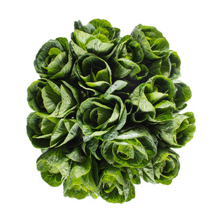 Green Kale Green flowers - fresh-cut flowers by Bloomingmore - ideal for weddings and floral events