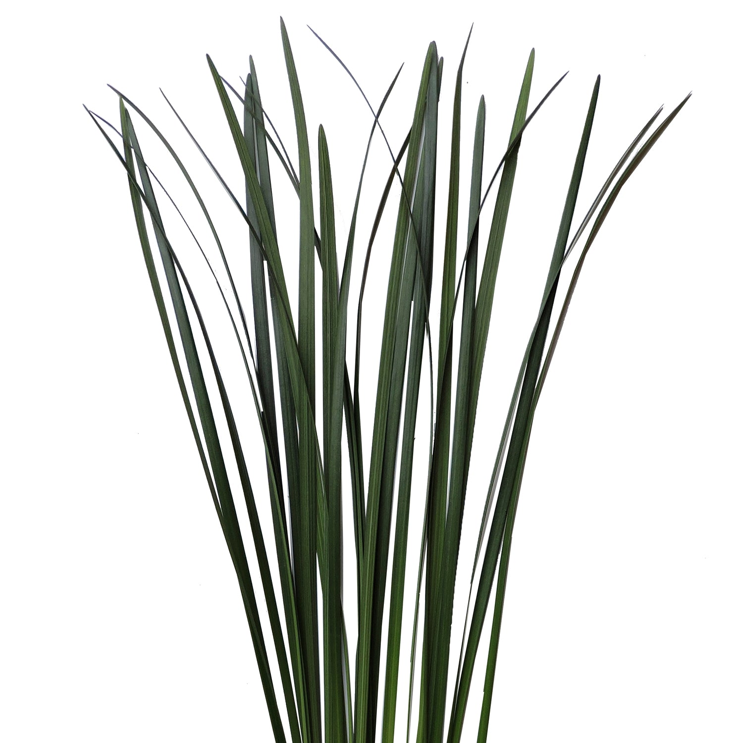lily grass flower Green Lily Grass