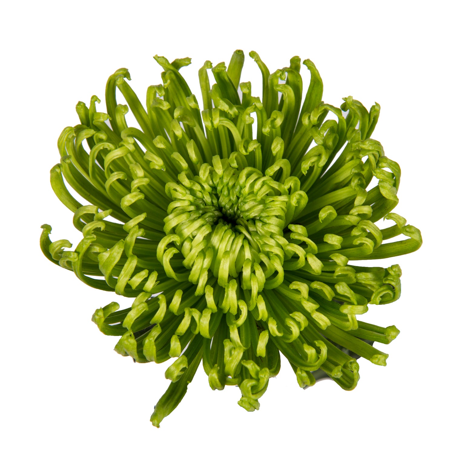 spider mums plants Green Natural Anastasia Spider Mums Green / 100 Stems