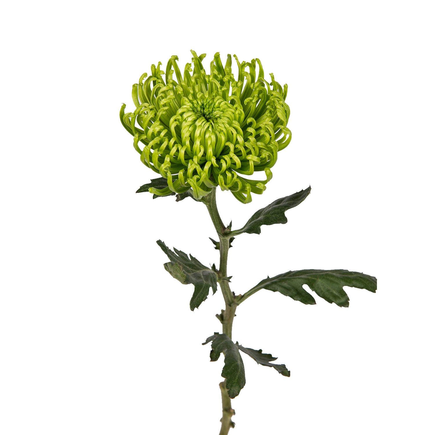 spider chrysanthemum plants for sale Green Natural Anastasia Spider Mums Green / 100 Stems