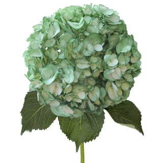 Green Painted Hydrangeas Green flowers - fresh-cut flowers by Bloomingmore - ideal for weddings and floral events