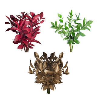 Green & Red & Gold Painted Ruscus Red flowers - fresh-cut flowers by Bloomingmore - ideal for weddings and floral events