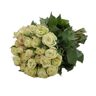 Green Tea Roses Green roses - fresh-cut roses by Bloomingmore - ideal for weddings and floral events