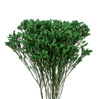 Green Tinted Limonium Green flowers - fresh-cut flowers by Bloomingmore - ideal for weddings and floral events