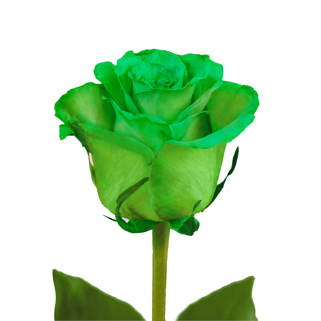 5 Roses Green How To Get Green Roses
