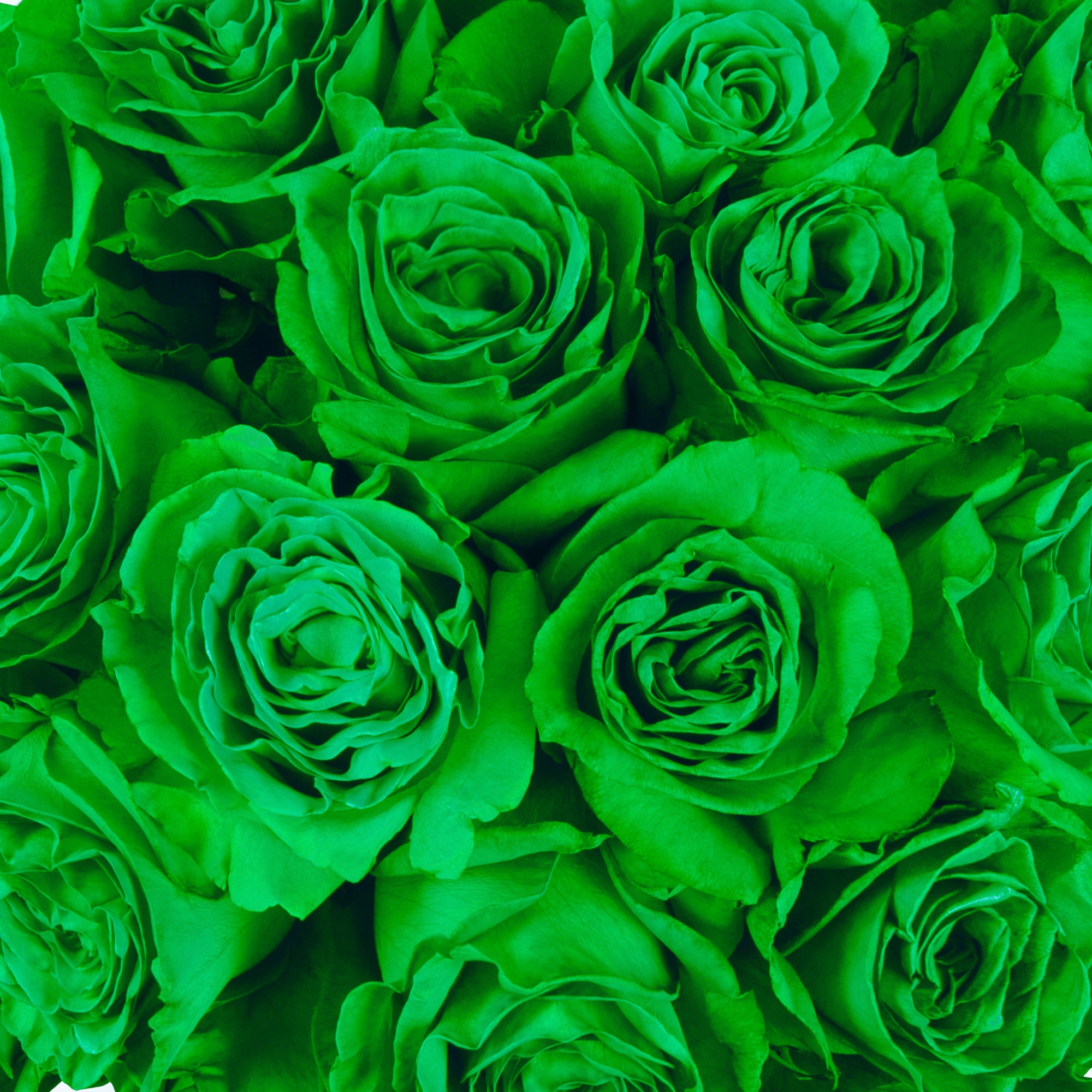 Green Tinted Roses Green / 50 cm / 20\, image size:2000x2000