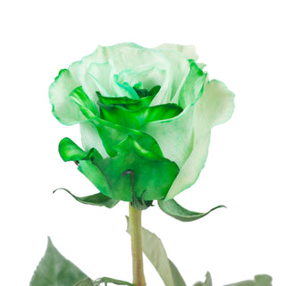 Green & White Tinted Roses White roses - fresh-cut roses by Bloomingmore - ideal for weddings and floral events